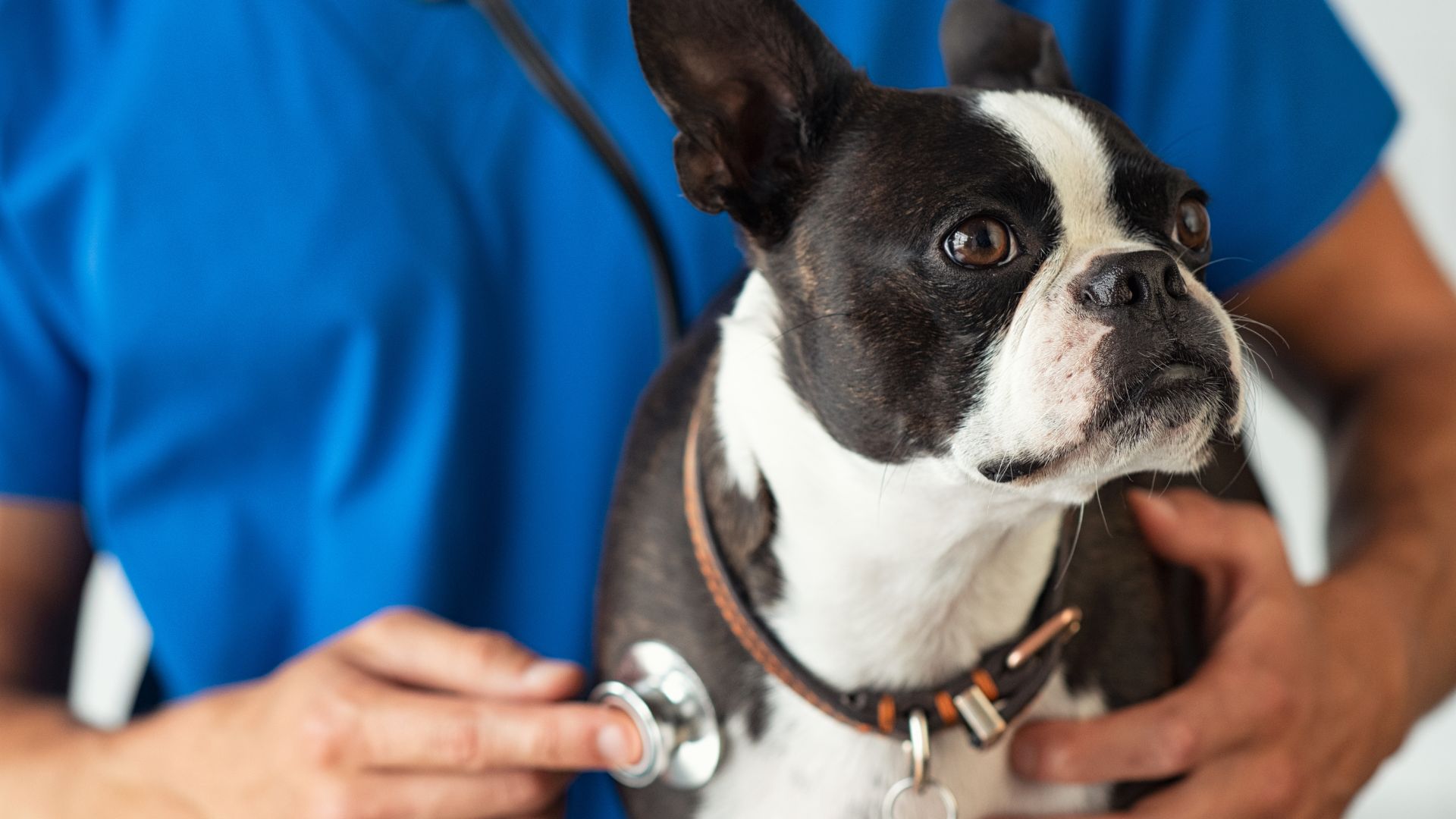 A dog receiving a veterinary examination