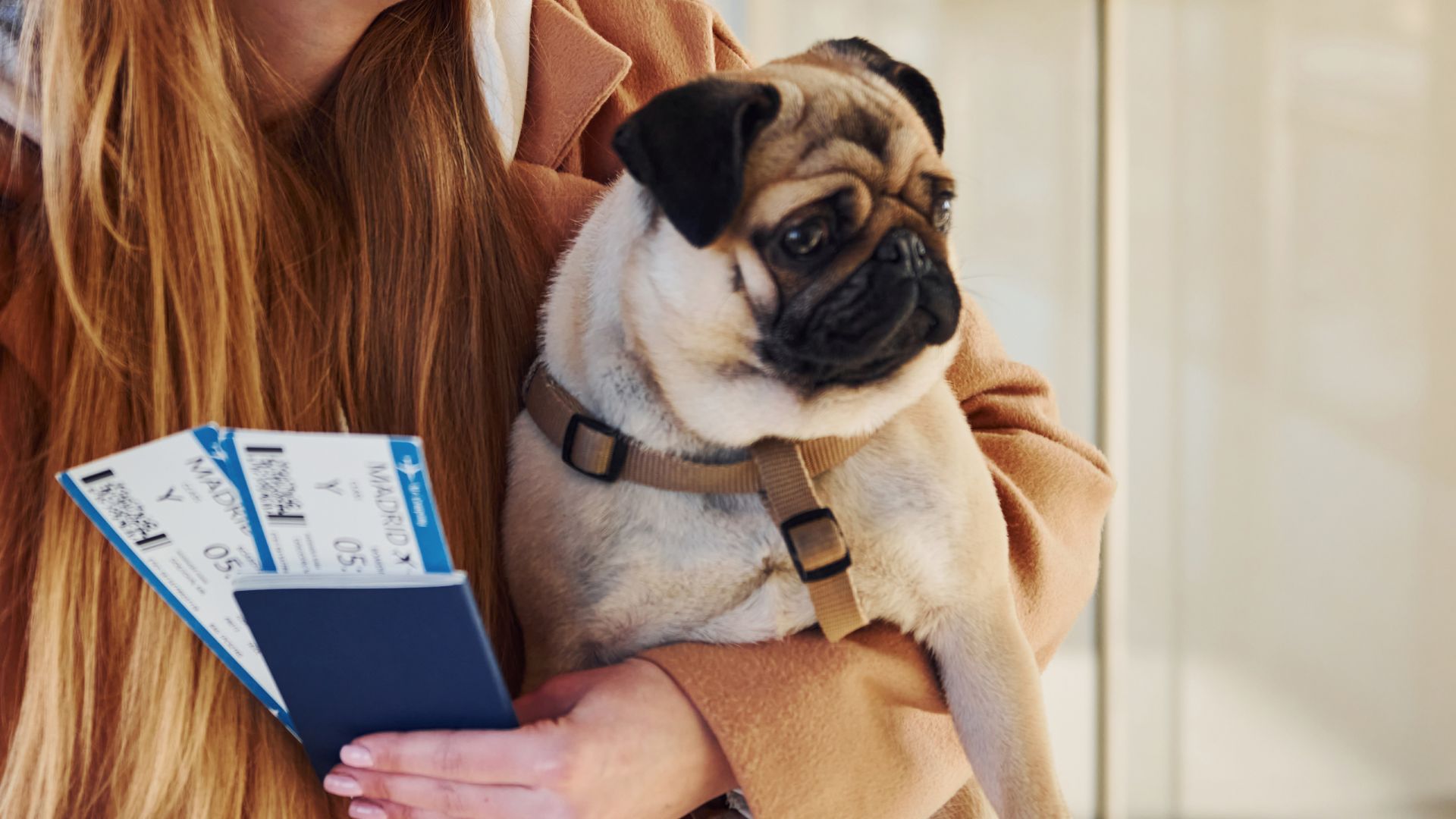 A woman holds a pug dog