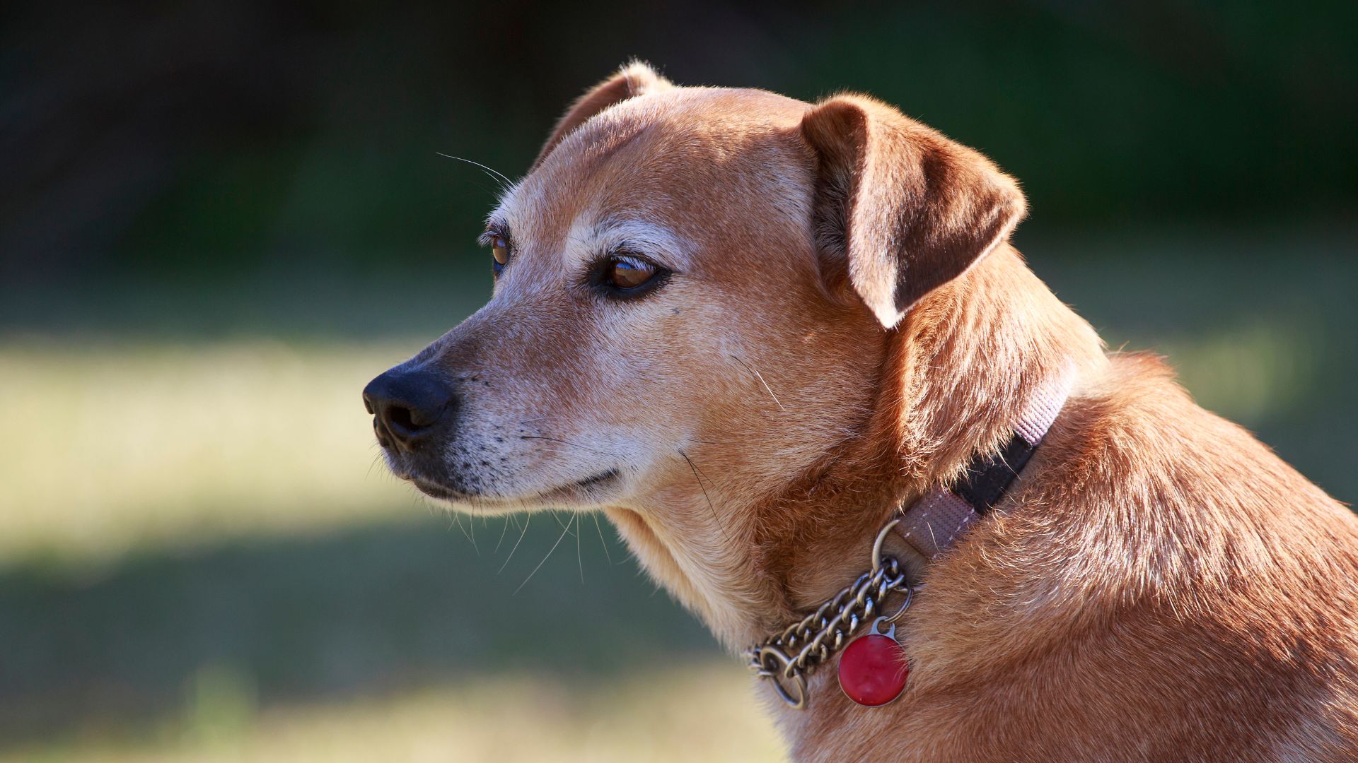 A brown dog wearing a red collar