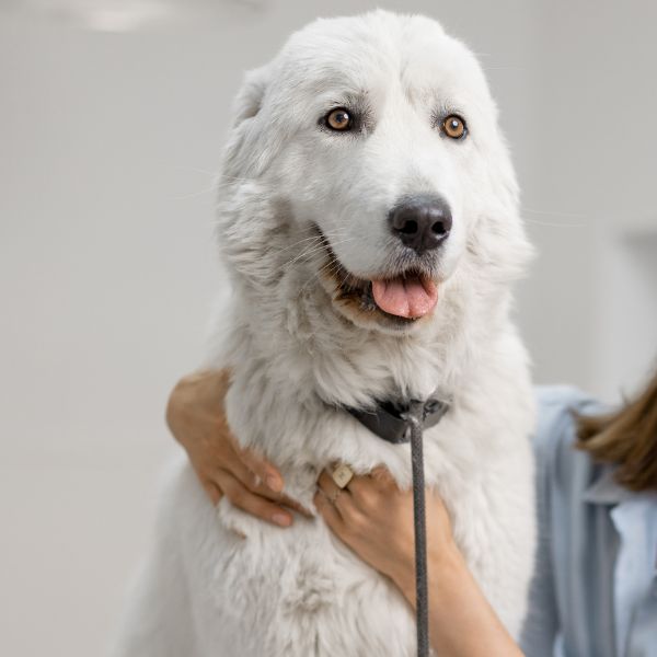 A person gently pets her dog