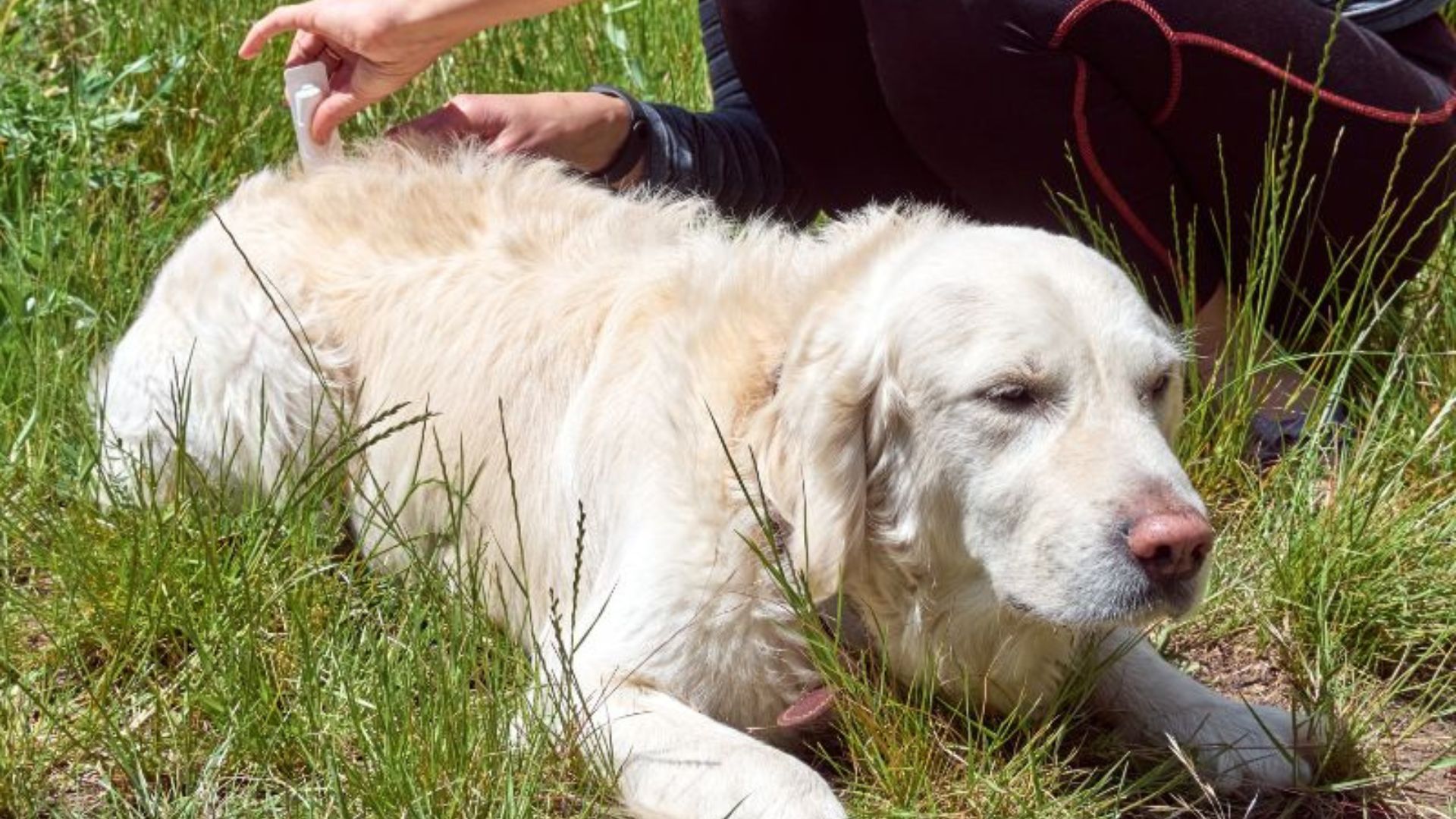 person giving dog parasite prevention medication