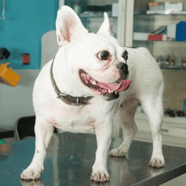 A dog standing on an examination table