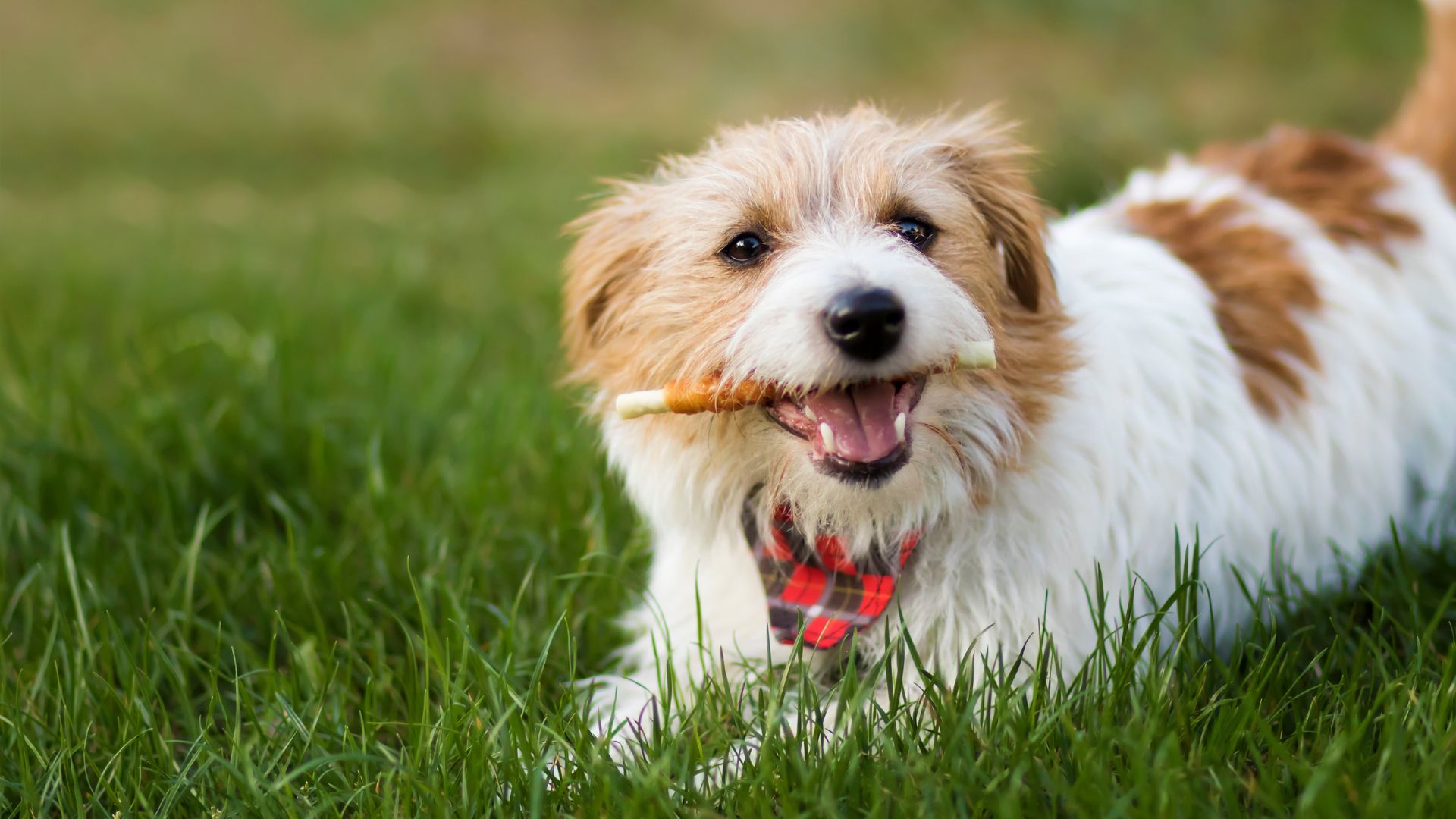 A dog joyfully carrying a stick in its mouth