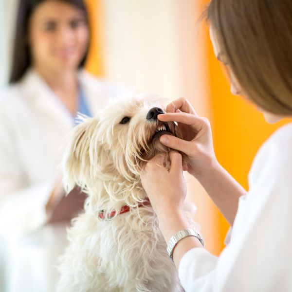 A woman carefully inspects a dogs teeth