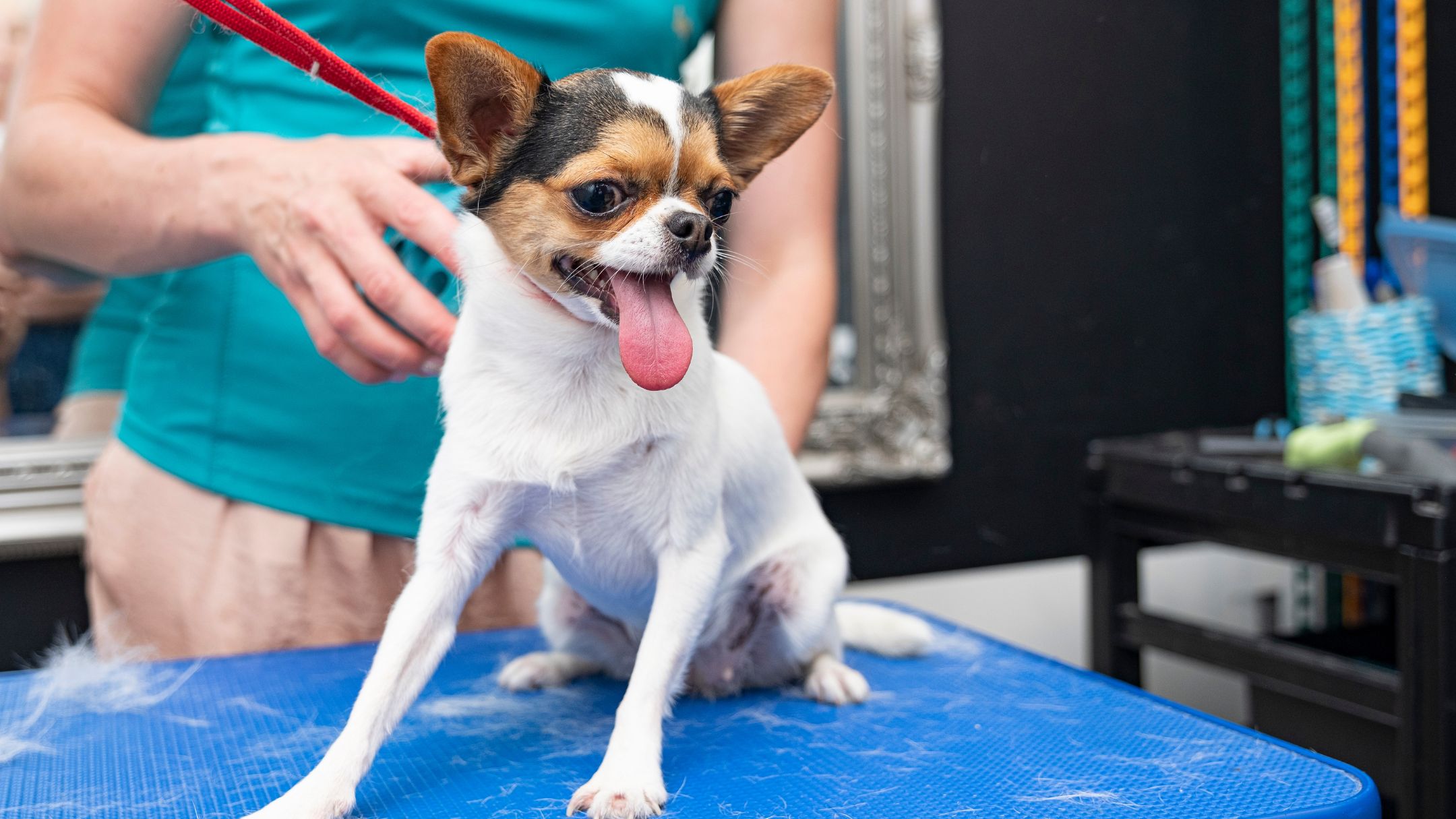 A small dog with its tongue out sits on a blue table