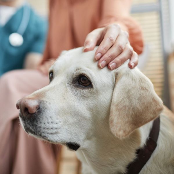 dog at the vet getting a checkup and the owner is patting it's head