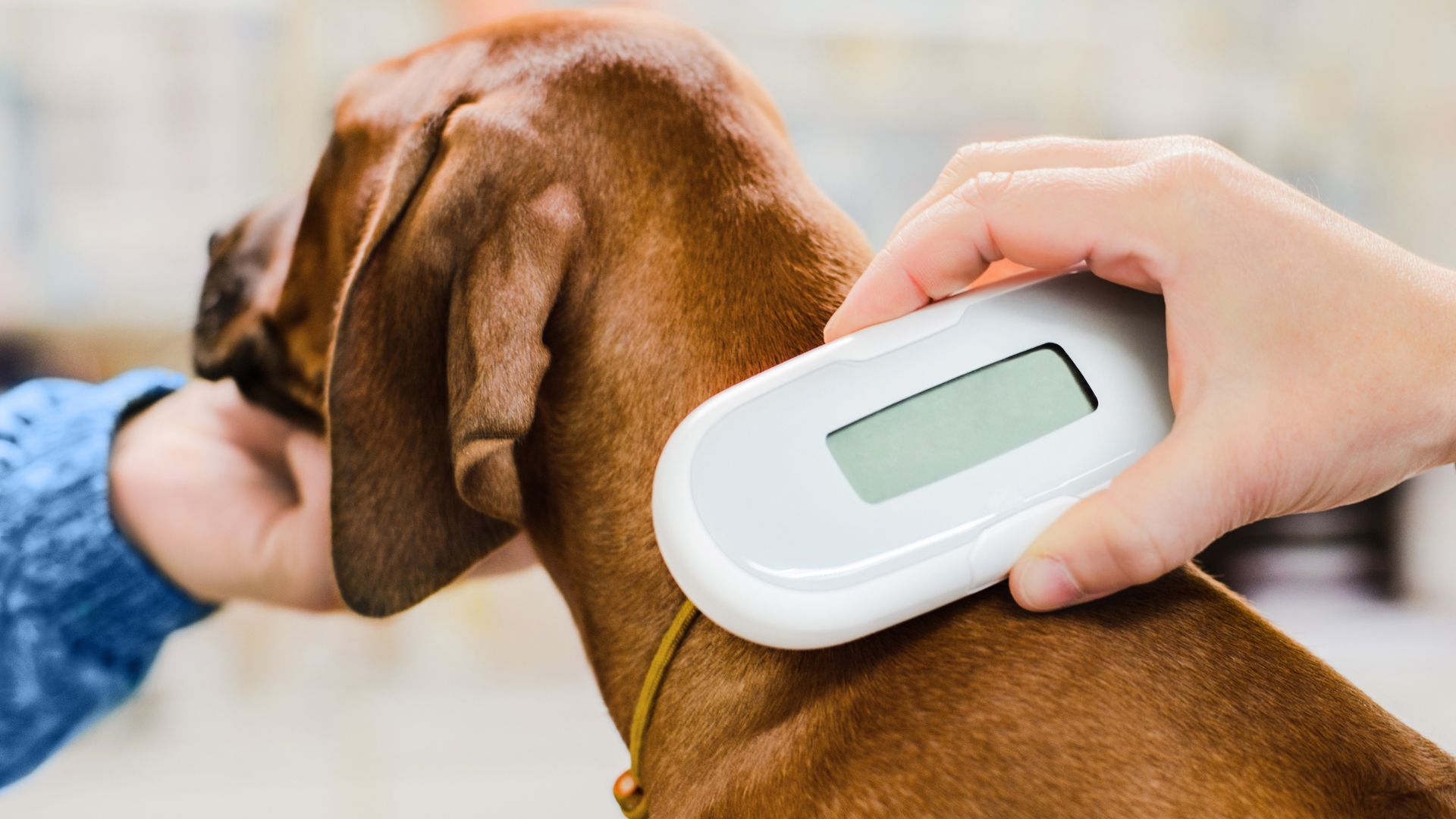 A vet scanning microchip implant of a dog