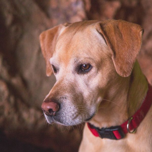 A dog wearing a red collar sits calmly