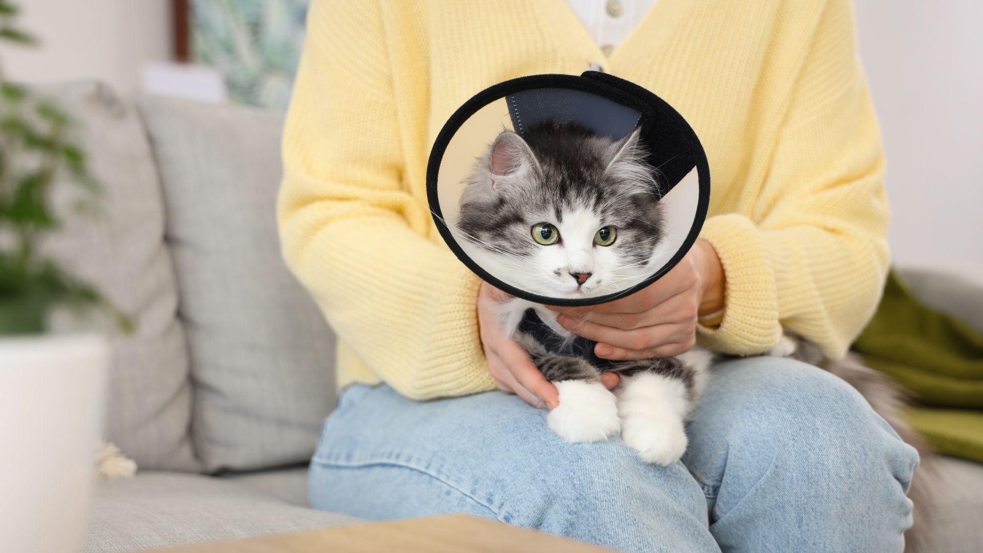 A cat wearing collar after surgery