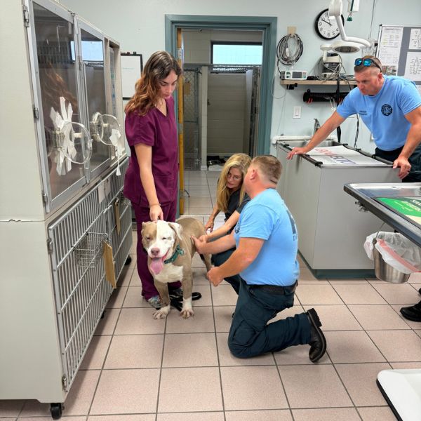 A woman and two men gently pet a dog in a veterinary clinic