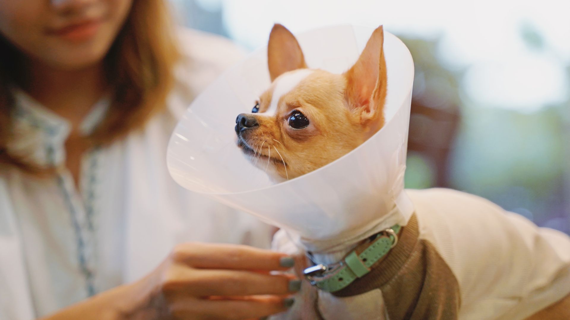 A vet putting surgery collar for a dog