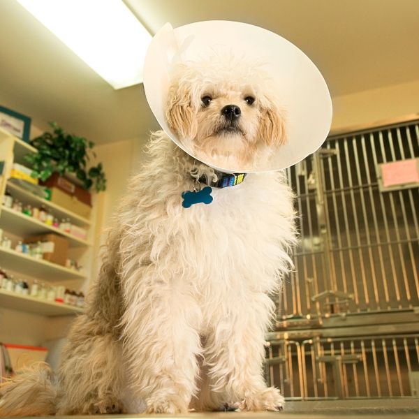 A dog wearing a protective cone around its head