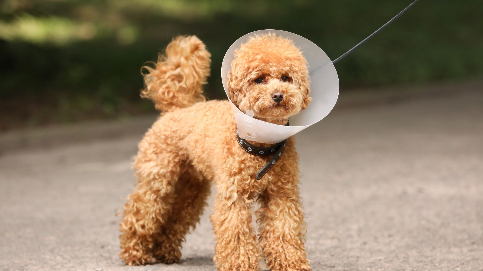 A dog wearing a protective cone around its head