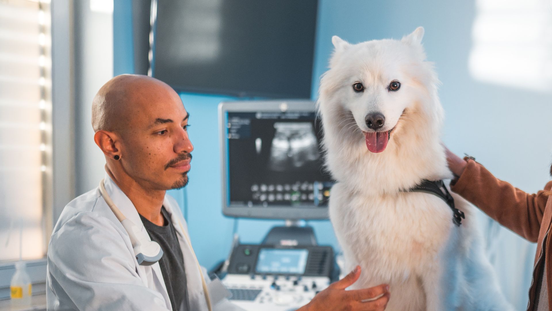 A vet and a woman are closely examining a dog