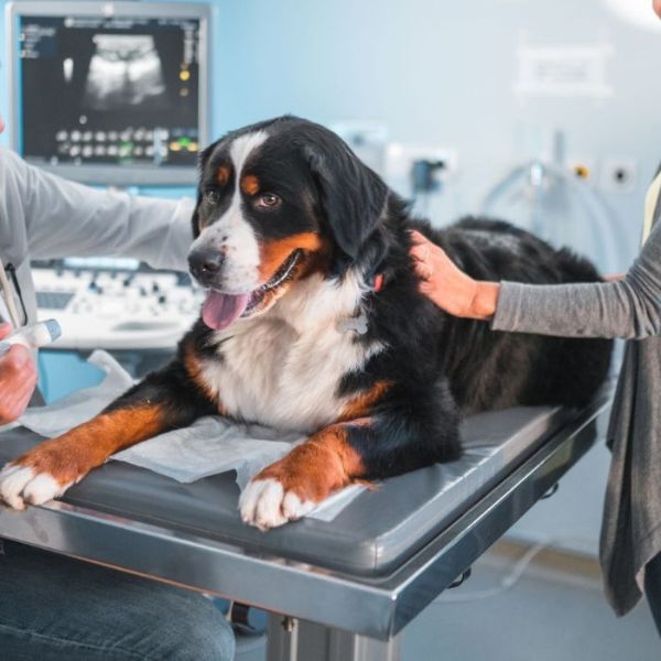 A vet doing ultrasound scan for a dog