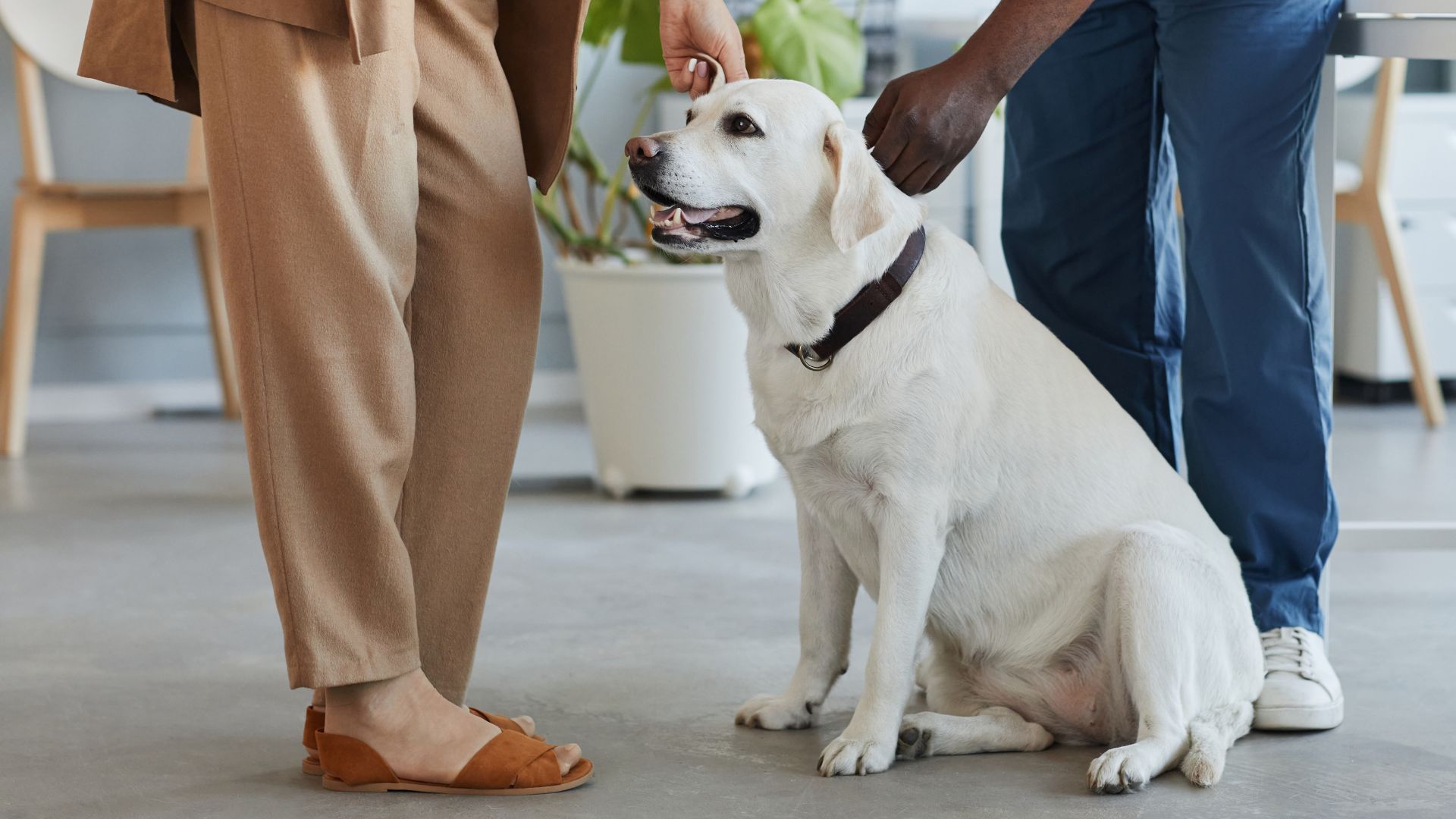 A man and woman gently pet a white dog