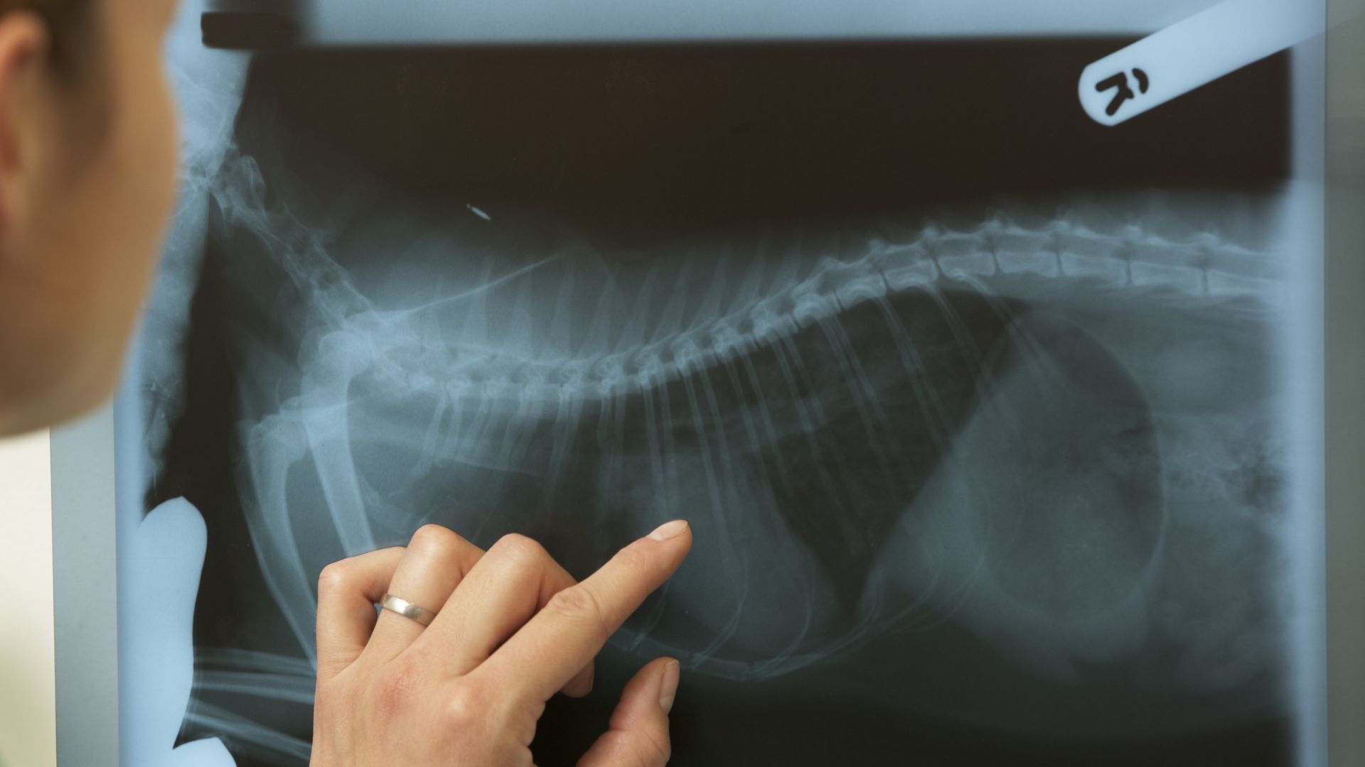 A vet pointing at x-ray