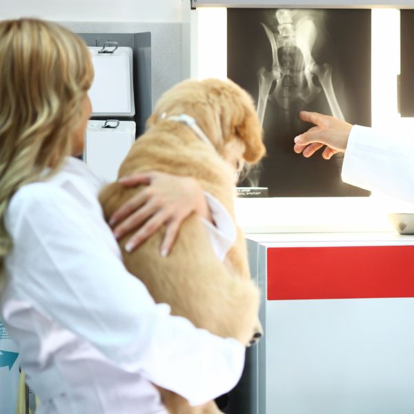 A vet check pet x-ray report