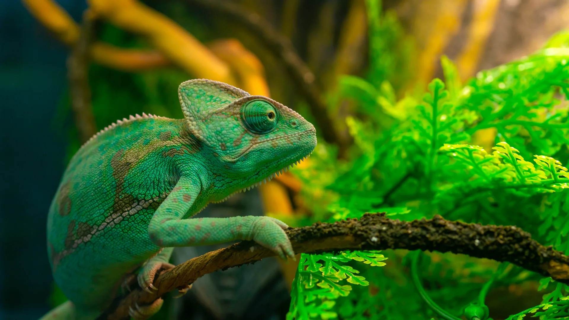 A chameleon perched on a branch in a vibrant, green, leafy environment.