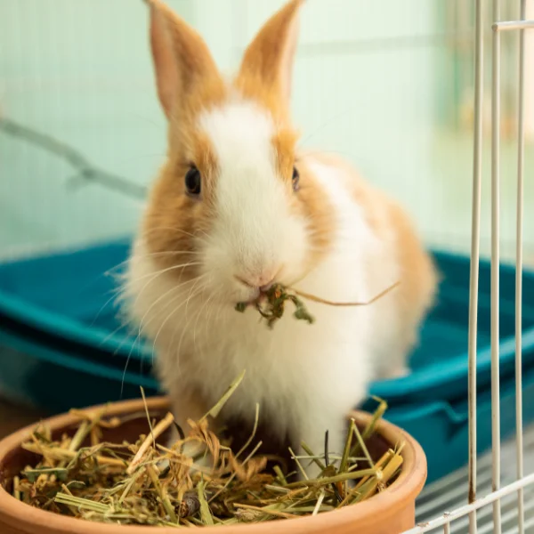 A small rabbit eating hay from a bowl inside a cage.