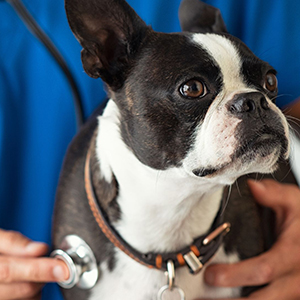 Pet Anesthesia and Patient Monitoring