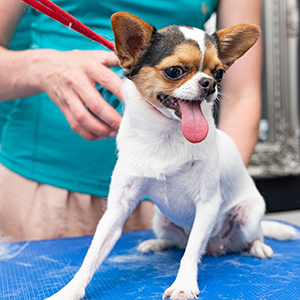 Pet Grooming