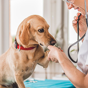 Pet Medical Services