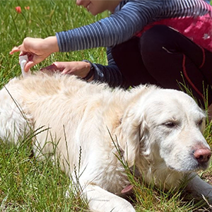 Pet Parasite Control