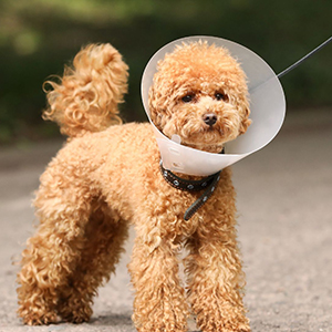 Pet Soft Tissue Surgery