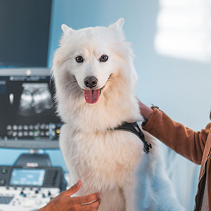 Pet Ultrasound