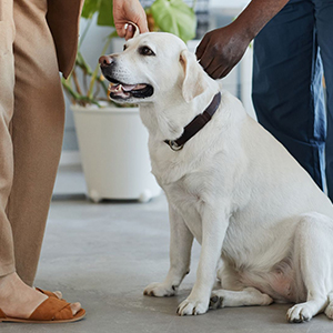 Pet Wellness Exams