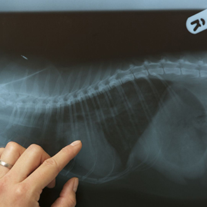 Pet X-Rays