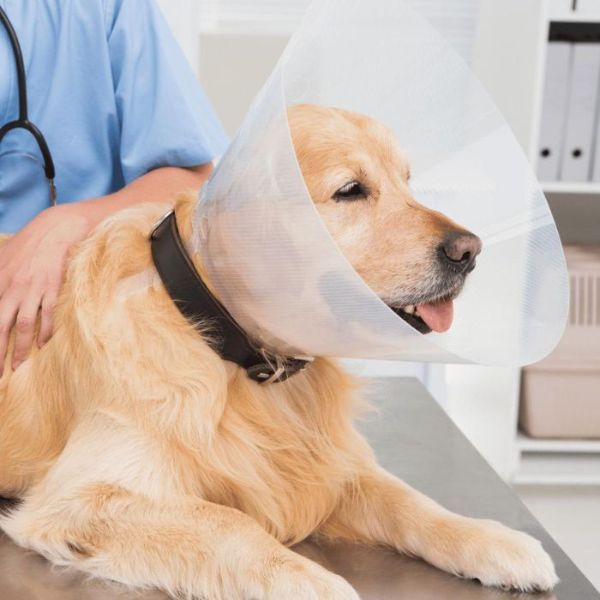 A dog wearing cone around head