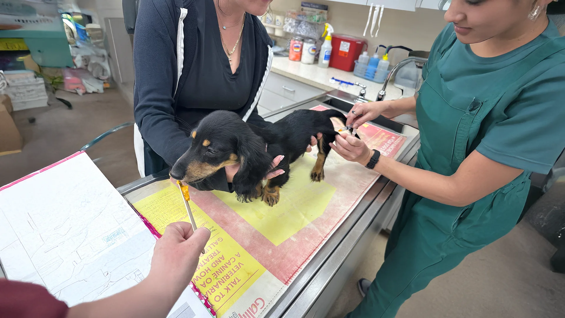 A small dog receiving a vaccination while being held on an examination table, with a person offering a treat for distraction.